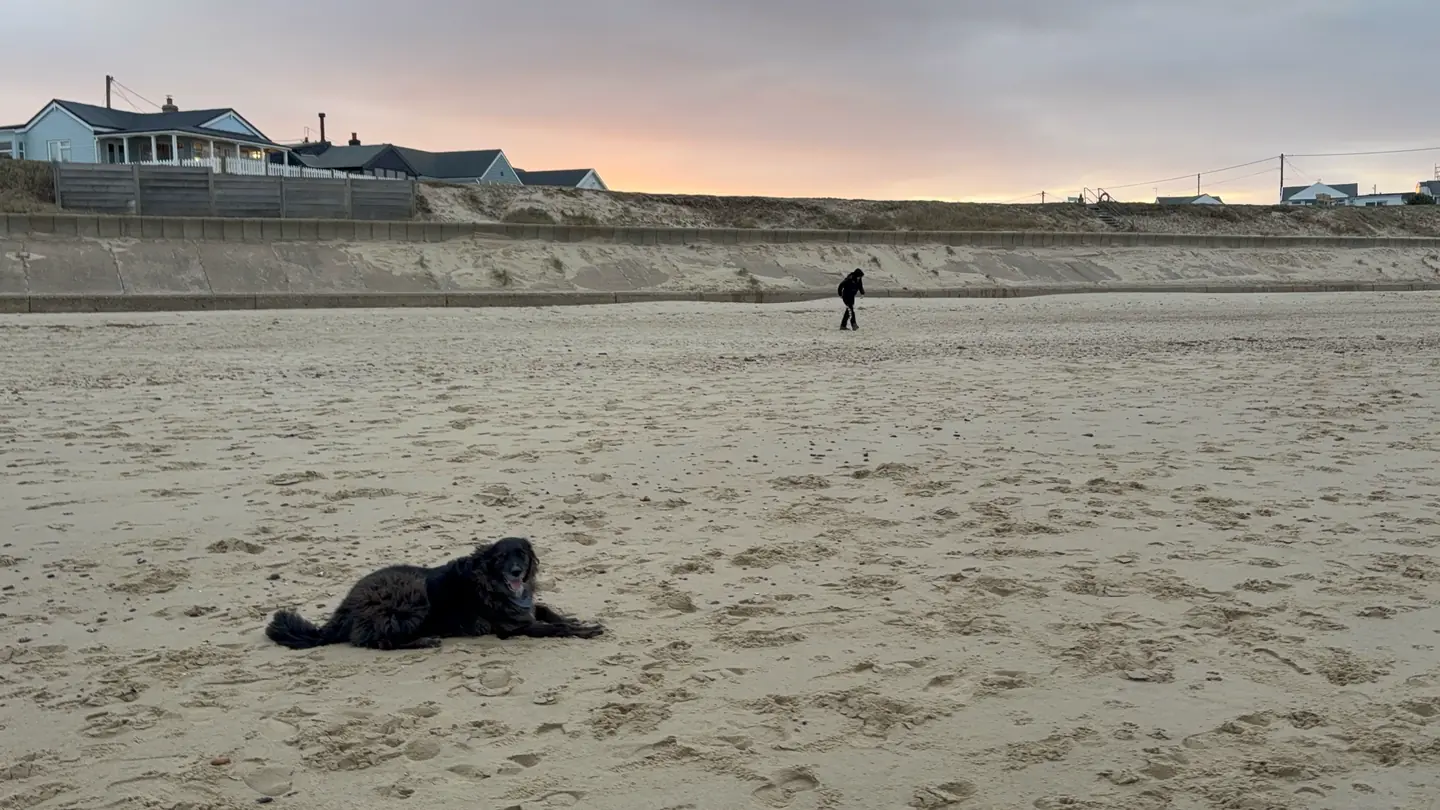 Pancho lying on a wide, empty beach at sunset