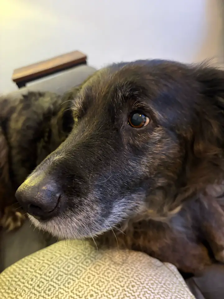 Close-up of Pancho’s face, one brown eye looking sideways at the camera