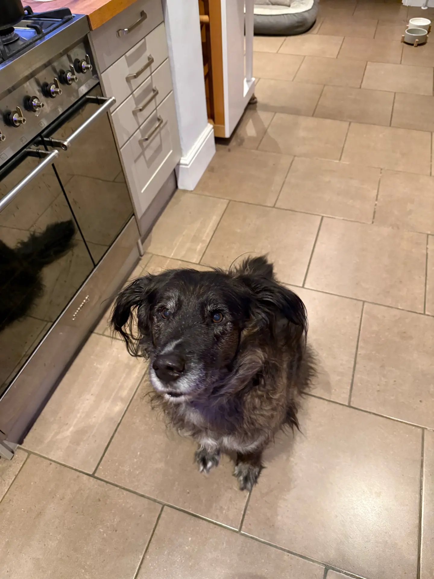 Pancho sitting on the kitchen floor, staring up with enormous pleading eyes
