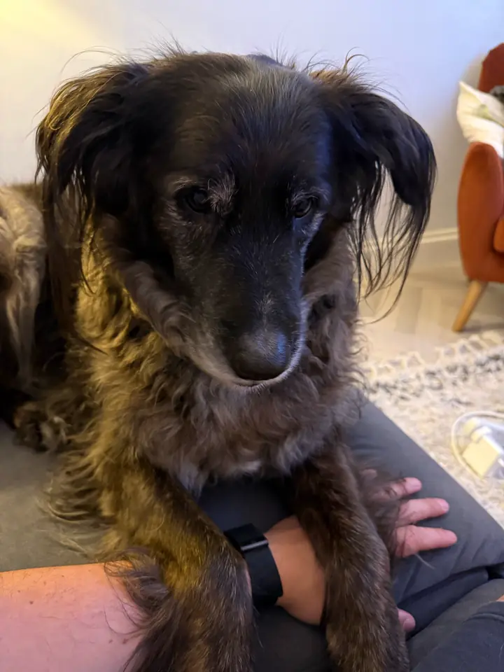 Pancho sitting on a lap, looking straight down at you
