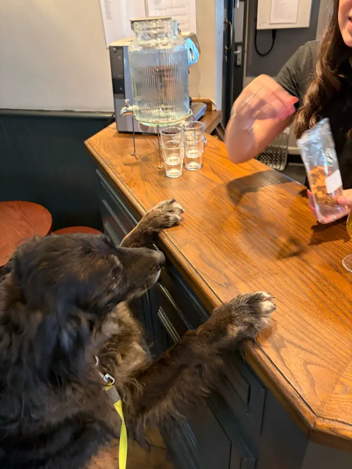 Pancho with both front paws up on the bar while someone behind it opens a bag of treats