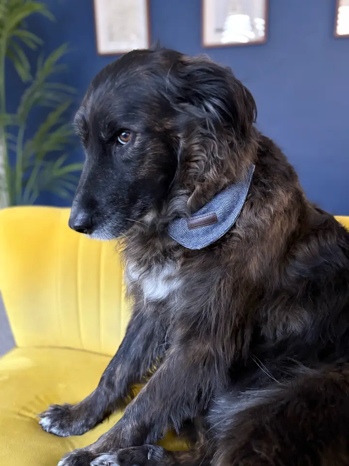 Pancho in noble profile, sitting on a yellow velvet chair in front of a dark blue wall