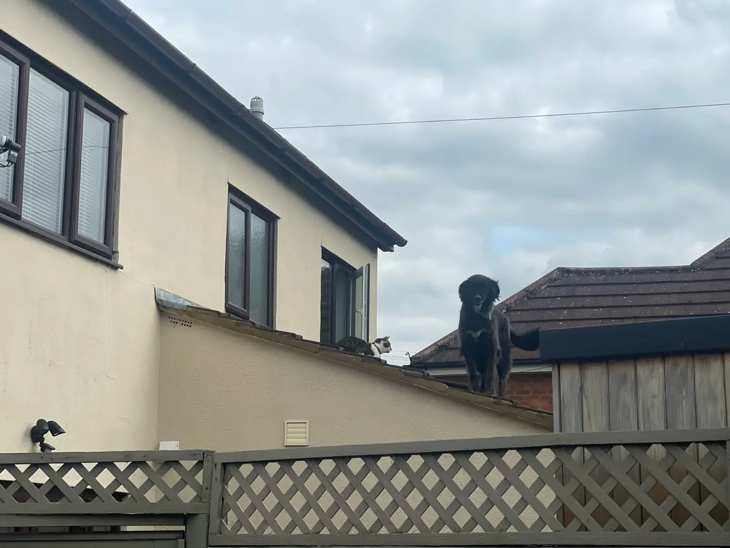 Pancho standing proudly on the flat roof of the extension, next to an open upstairs window. A cat sits on the roof behind him.